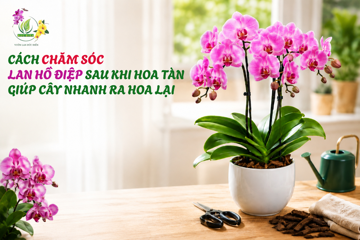 CÁCH CHĂM SÓC LAN HỒ ĐIỆP SAU KHI HOA TÀN GIÚP CÂY NHANH RA HOA LẠI