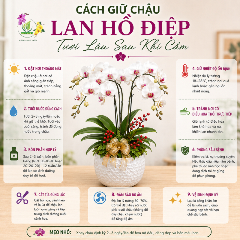Cách Giữ Chậu Lan Hồ Điệp Tươi Lâu Sau Khi Cắm
