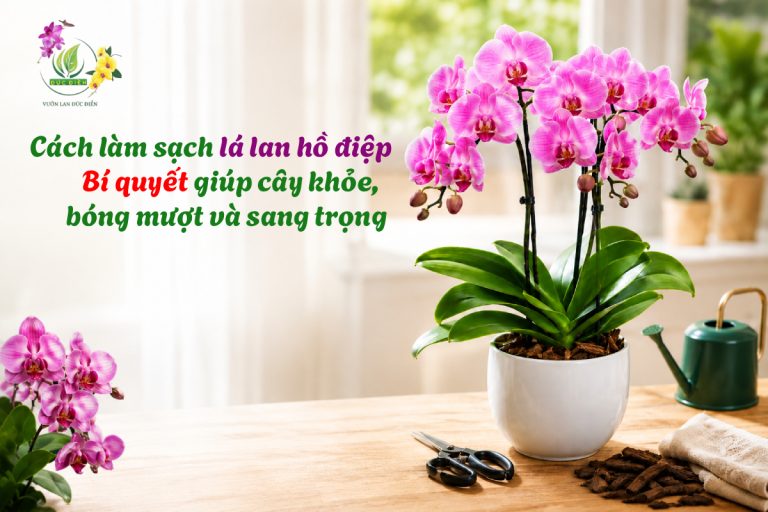 CÁCH LÀM SẠCH LÁ LAN HỒ ĐIỆP: BÍ QUYẾT GIÚP CÂY KHỎE, BÓNG MƯỢT VÀ SANG TRỌNG