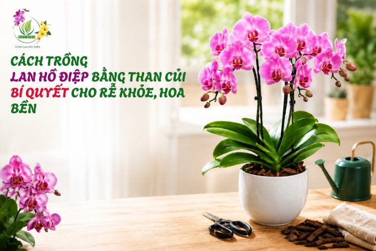 CÁCH TRỒNG LAN HỒ ĐIỆP BẰNG THAN CỦI: BÍ QUYẾT CHO RỄ KHỎE, HOA BỀN