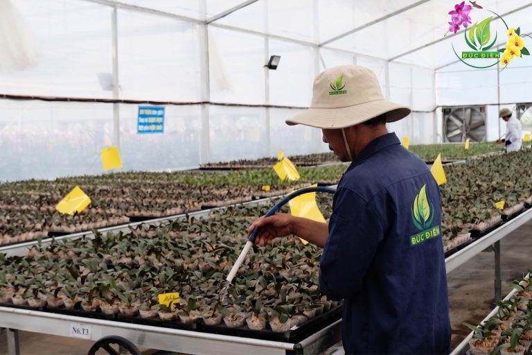 Cách tưới nước cho lan hồ điệp đúng chuẩn giúp cây khỏe, hoa bền lâu