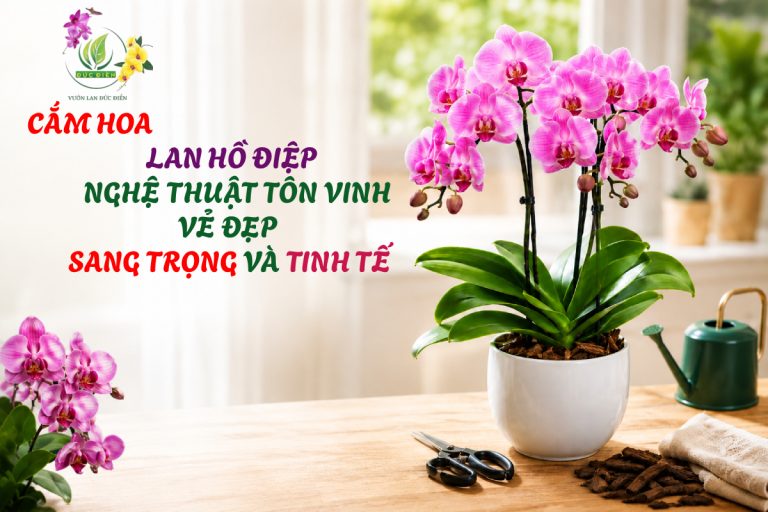 CẮM HOA LAN HỒ ĐIỆP – NGHỆ THUẬT TÔN VINH VẺ ĐẸP SANG TRỌNG VÀ TINH TẾ