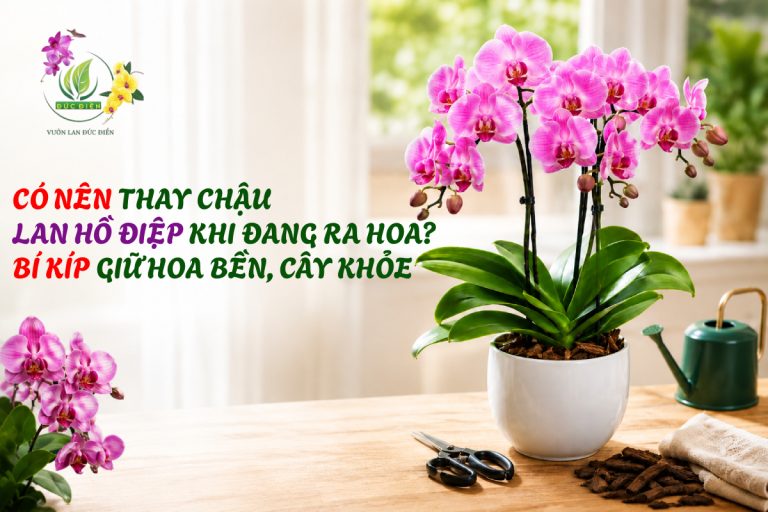 CÓ NÊN THAY CHẬU LAN HỒ ĐIỆP KHI ĐANG RA HOA? BÍ KÍP GIỮ HOA BỀN, CÂY KHỎE