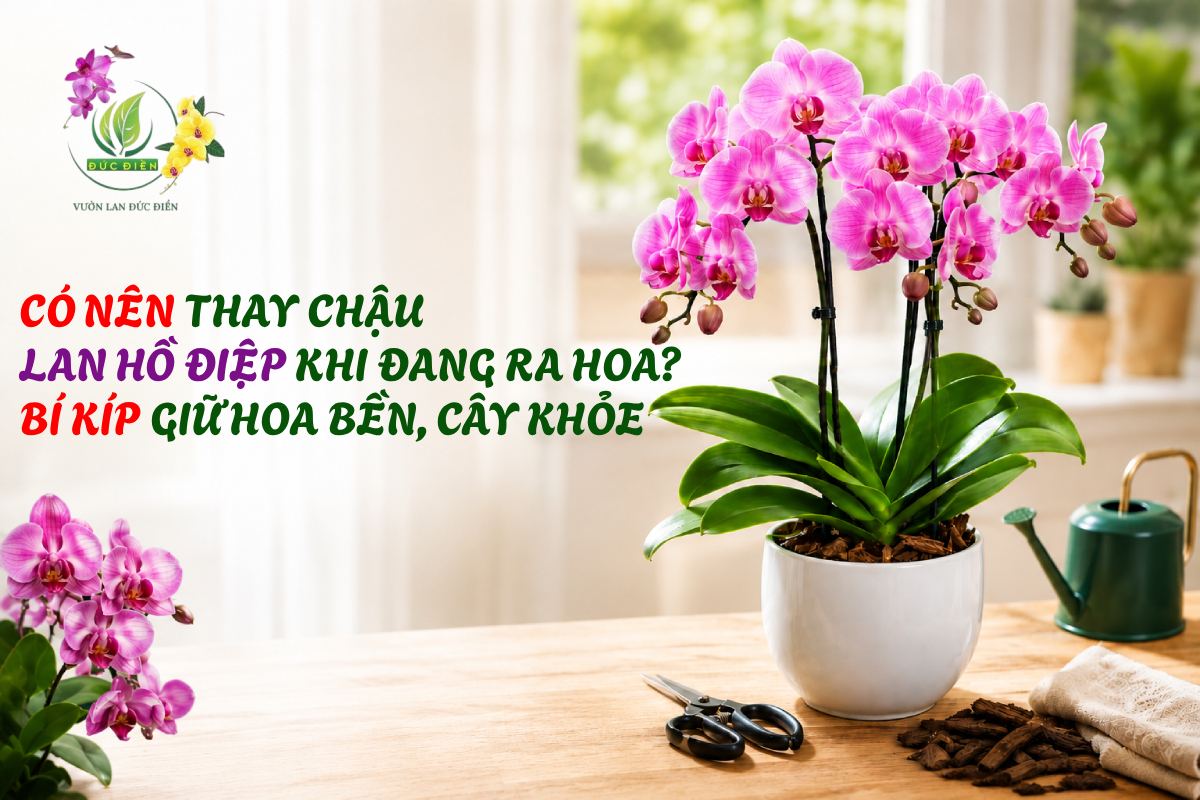 CÓ NÊN THAY CHẬU LAN HỒ ĐIỆP KHI ĐANG RA HOA? BÍ KÍP GIỮ HOA BỀN, CÂY KHỎE