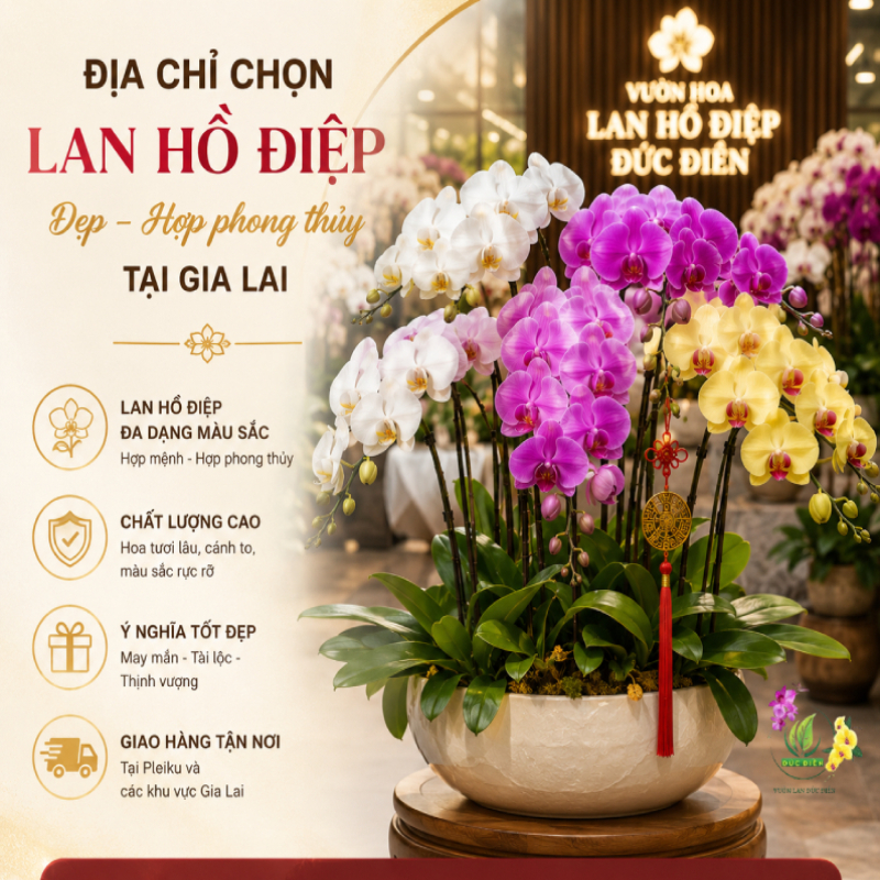 Địa chỉ chọn lan hồ điệp đẹp, hợp phong thủy tại Gia Lai