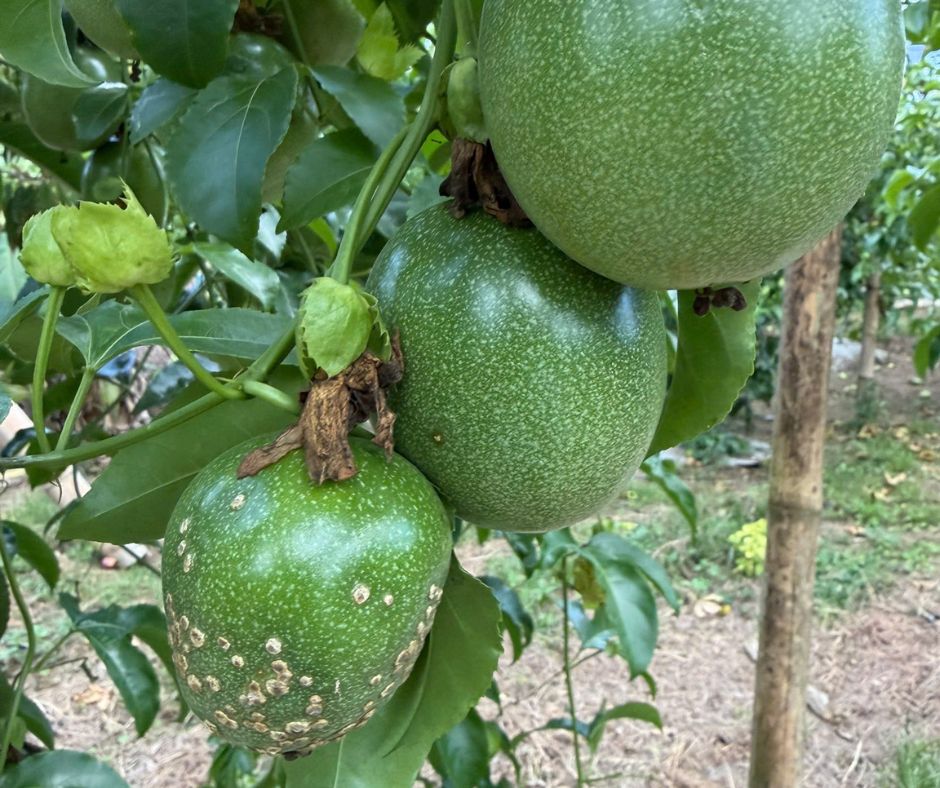 Bệnh ghẻ nhám chanh dây khiến trái sần sùi và biến dạng.