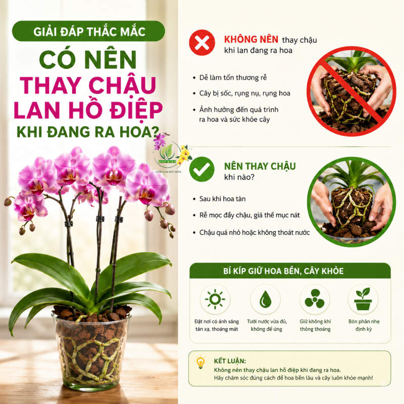 Giải đáp thắc mắc: Có nên thay chậu lan hồ điệp khi đang ra hoa?