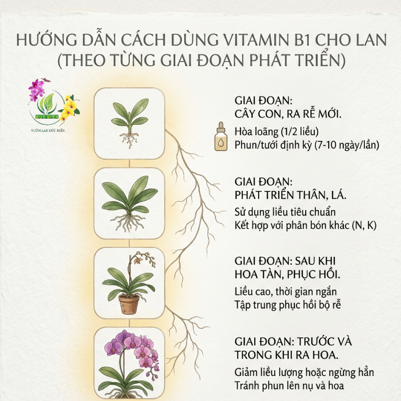 Hướng Dẫn Cách Dùng Vitamin B1 Cho Lan Theo Từng Giai Đoạn Phát Triển