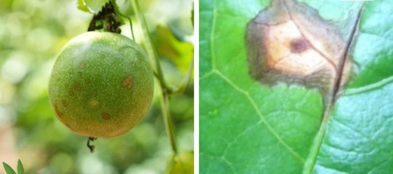 Triệu chứng bệnh đốm mắt cua trên quả và lá chanh dây