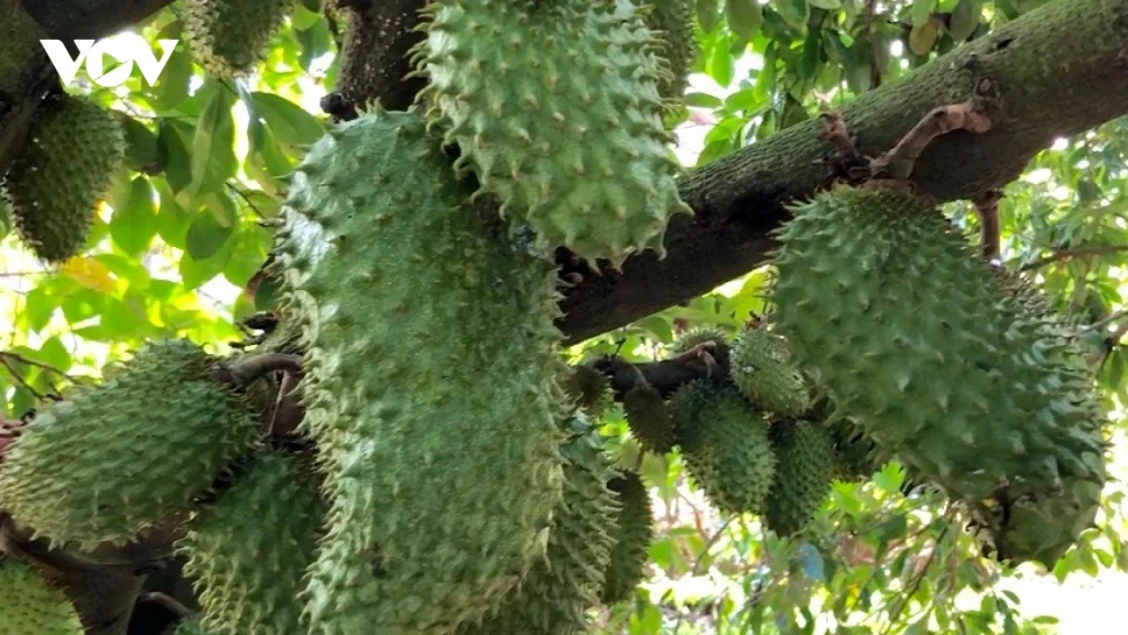Trái Mãng Cầu 