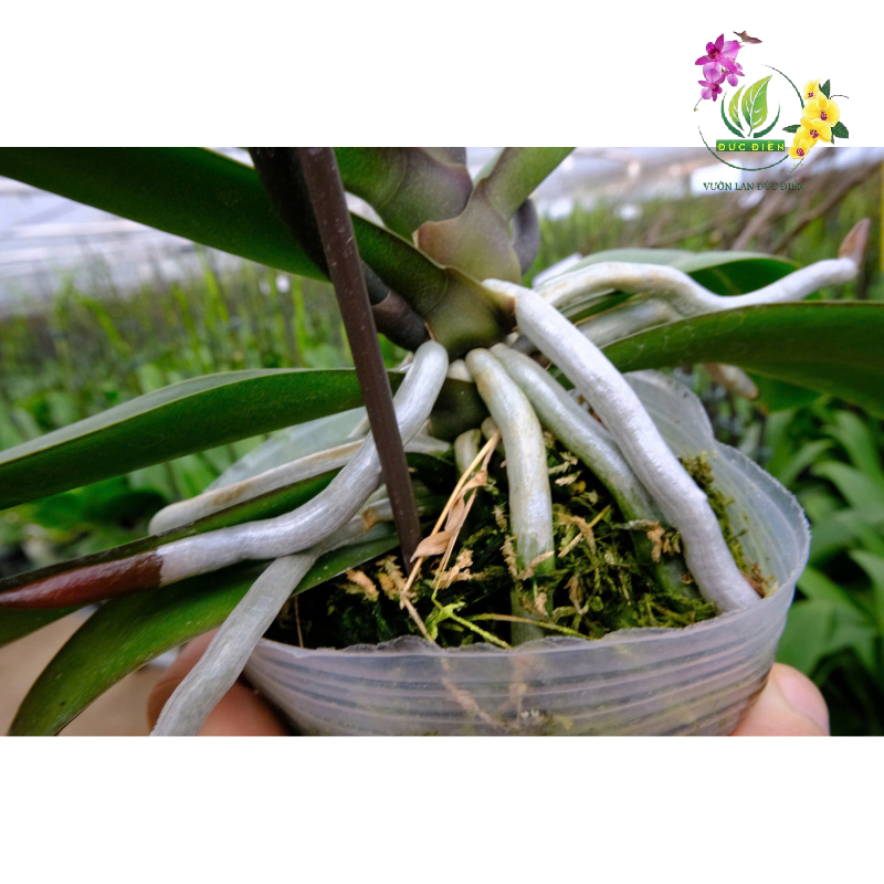 Kiểm tra và xử lý bộ rễ
