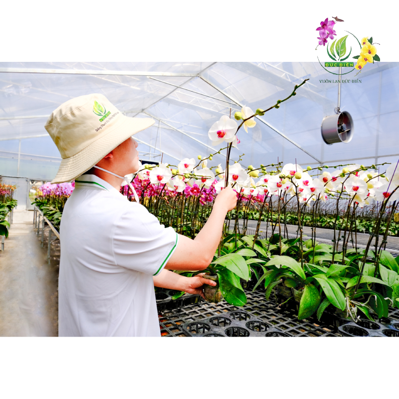 Kinh nghiệm thực tế từ Vườn Lan Đức Điền