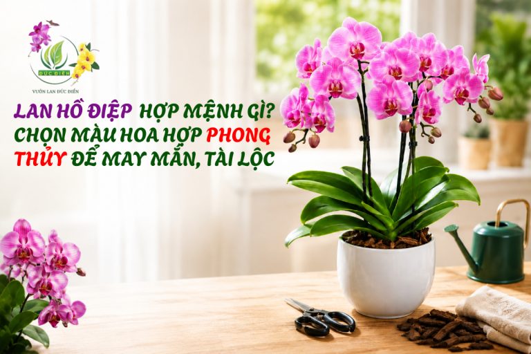 LAN HỒ ĐIỆP HỢP MỆNH GÌ? CHỌN MÀU HOA HỢP PHONG THỦY ĐỂ MAY MẮN, TÀI LỘC