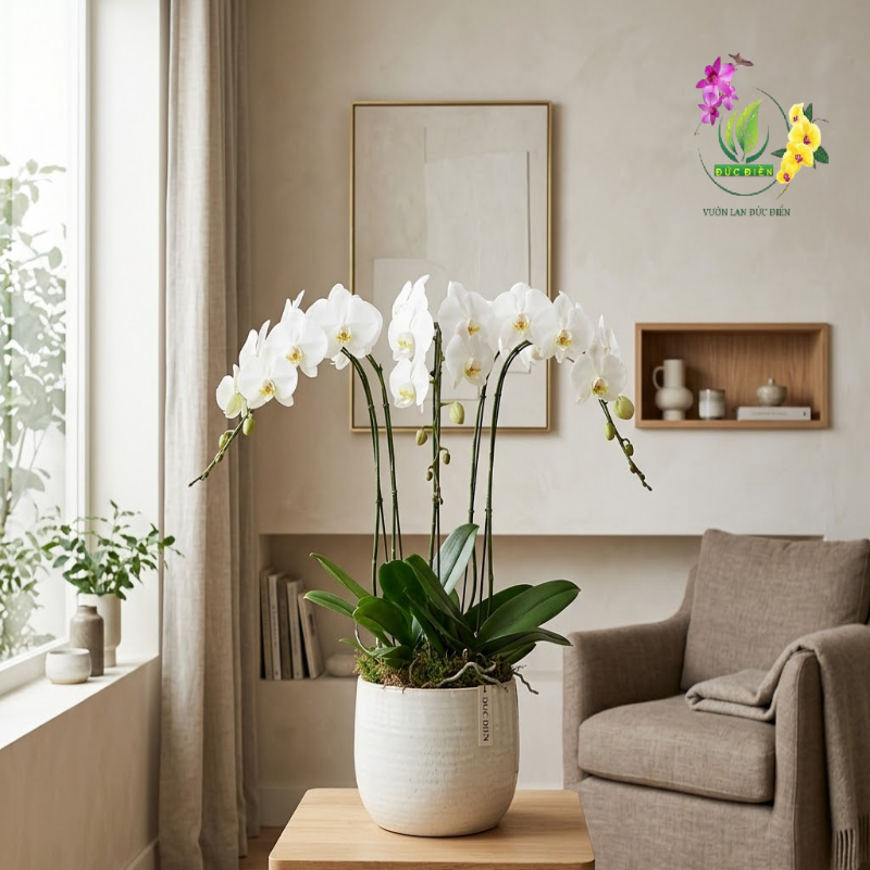 Những vị trí đặt lan hồ điệp trong nhà lý tưởng nhất