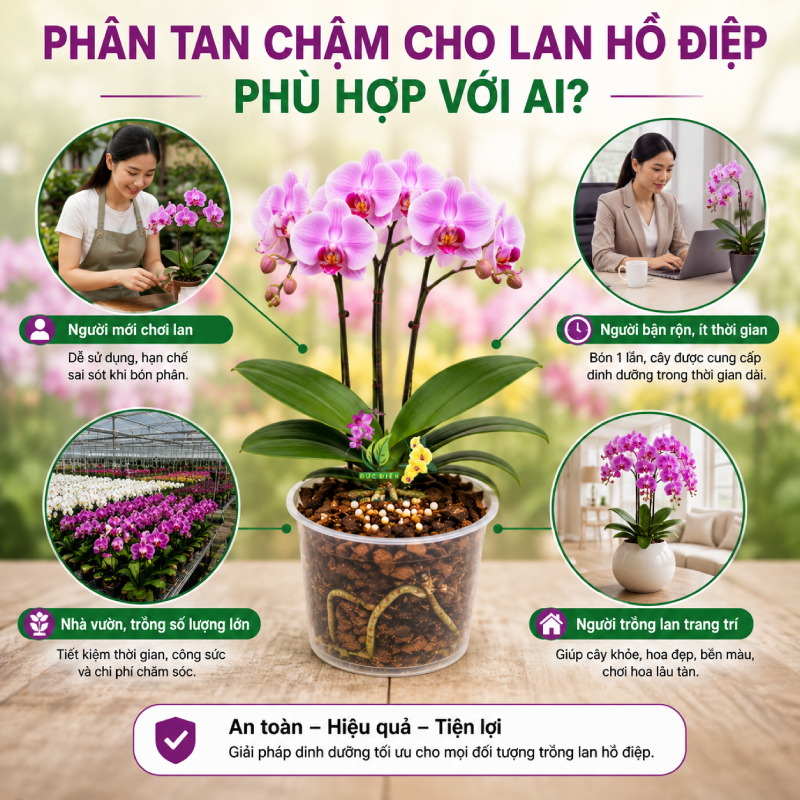 Phân tan chậm cho lan hồ điệp phù hợp với ai?