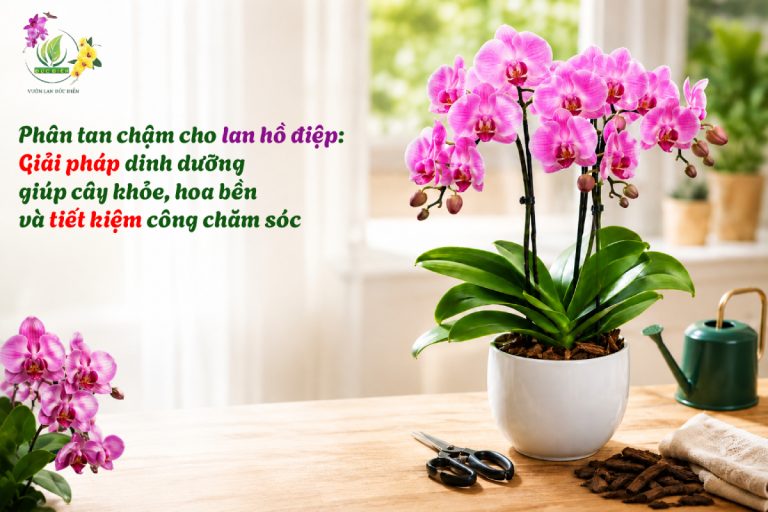 Phân tan chậm cho lan hồ điệp: Giải pháp dinh dưỡng giúp cây khỏe, hoa bền và tiết kiệm công chăm sóc