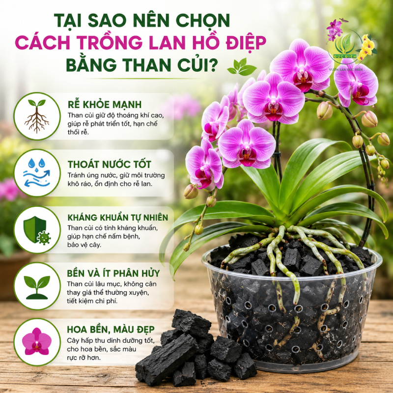 Tại sao nên chọn cách trồng lan hồ điệp bằng than củi?