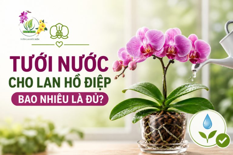 TƯỚI NƯỚC CHO LAN HỒ ĐIỆP BAO NHIÊU LÀ ĐỦ? BÍ QUYẾT GIÚP CÂY KHỎE, HOA BỀN ĐẸP