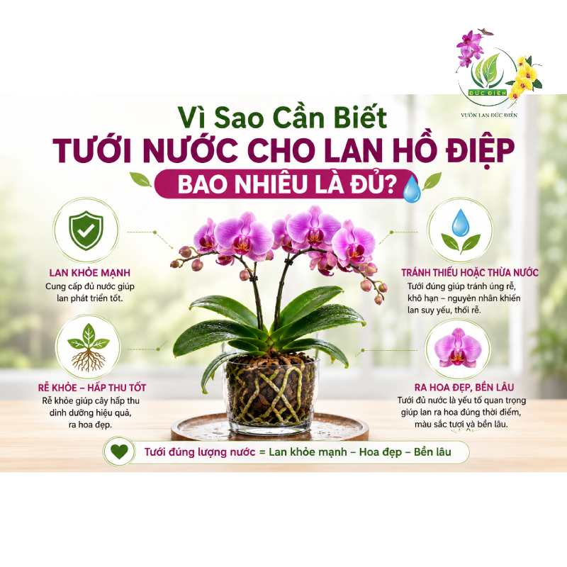 Vì Sao Cần Biết Tưới Nước Cho Lan Hồ Điệp Bao Nhiêu Là Đủ?