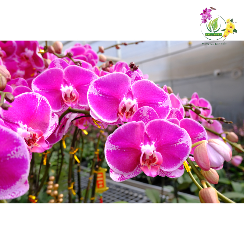 Vì sao nên quan tâm đến số cành hoa lan hồ điệp?