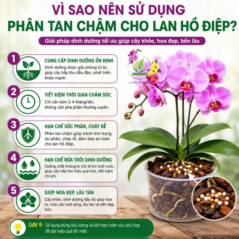 Vì sao nên sử dụng phân tan chậm cho lan hồ điệp?
