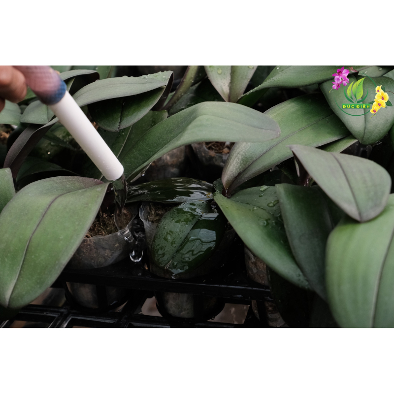 Vì sao tưới nước đúng cách lại quan trọng với lan hồ điệp?