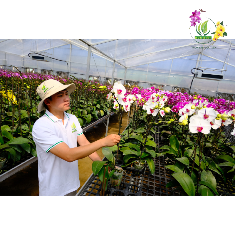 Vườn Lan Đức Điền – Nơi uy tín mua hoa