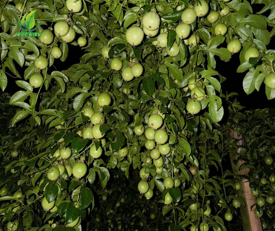 Thành quả giàn chanh dây năng suất cao nhờ áp dụng đúng kỹ thuật xuống giống mùa mưa