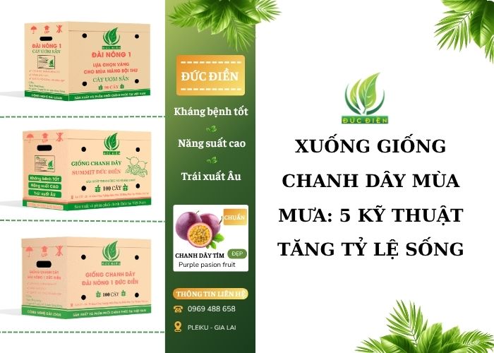 Kỹ thuật xuống giống chanh dây mùa mưa đảm bảo thoát nước và ngăn ngừa nấm bệnh.