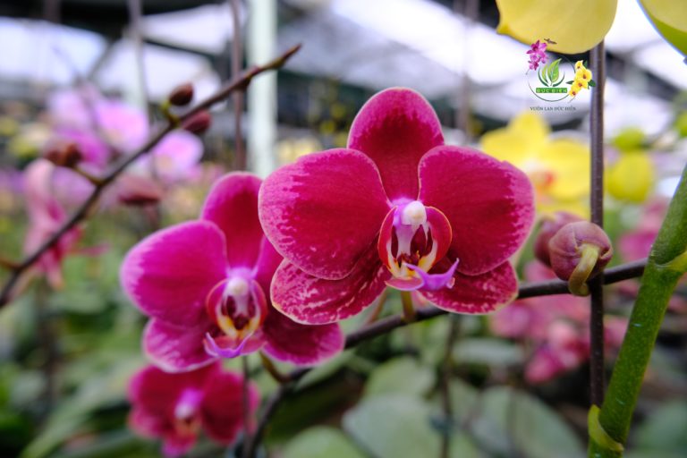 Ý nghĩa số cành hoa lan hồ điệp trong phong thủy – Chọn đúng để hút tài lộc và bình an
