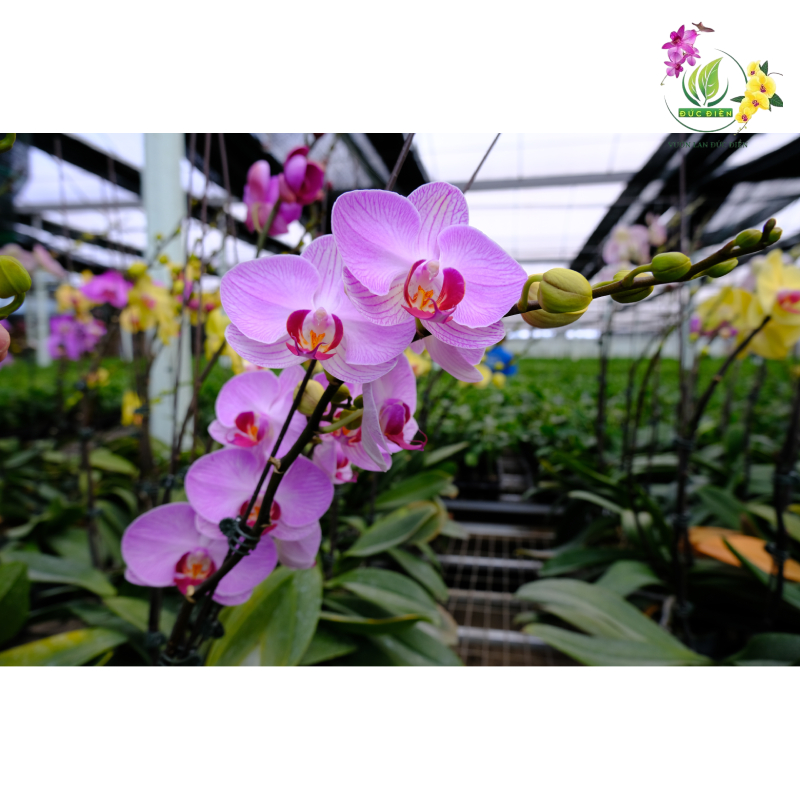 Ý nghĩa số cành hoa lan hồ điệp trong phong thủy