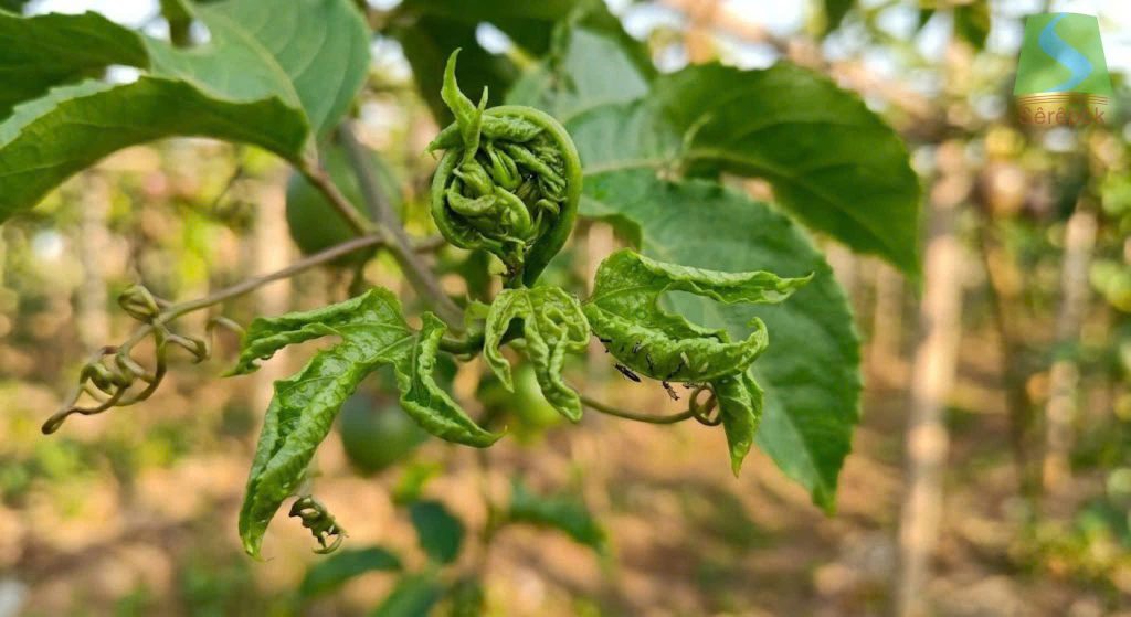Hình ảnh bọ trĩ trên cây chanh dây gây xoăn lá và chùn đọt non.
