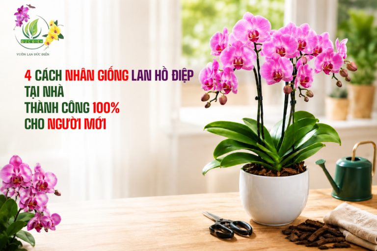4 CÁCH NHÂN GIỐNG LAN HỒ ĐIỆP TẠI NHÀ THÀNH CÔNG 100% CHO NGƯỜI MỚI