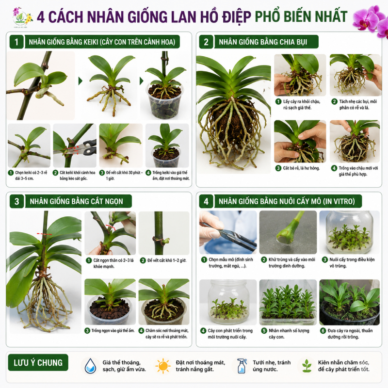 Hướng dẫn chi tiết 4 cách nhân giống lan hồ điệp phổ biến nhất