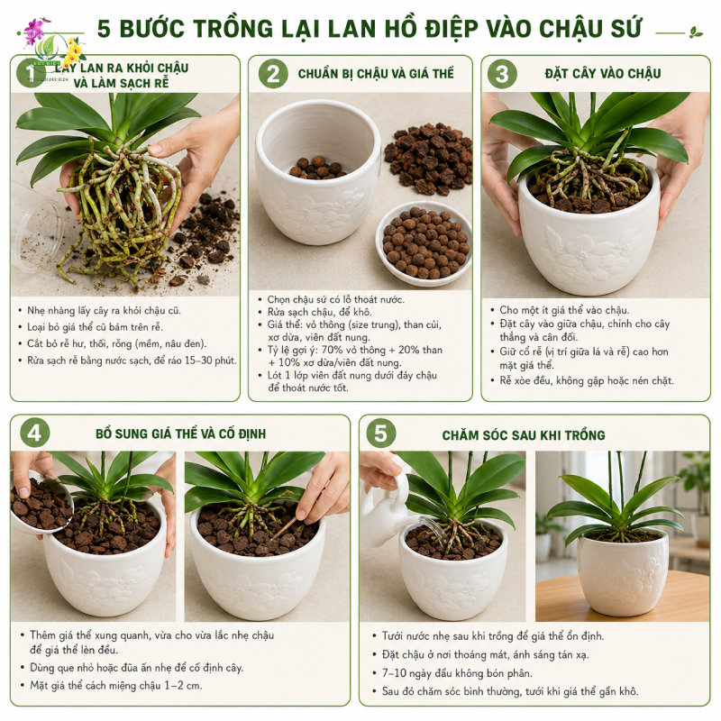 Hướng dẫn chi tiết cách trồng lại lan hồ điệp vào chậu sứ qua 5 bước