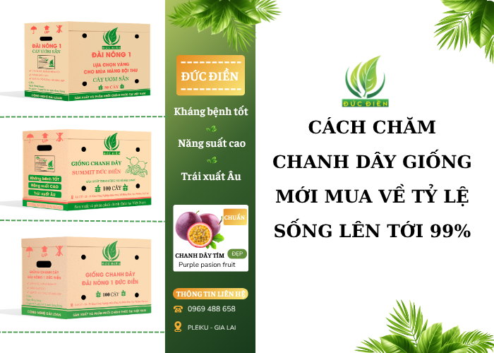 hướng dẫn cách chăm chanh dây giống mới mua về giúp đạt tỷ lệ sống lên tới 99%