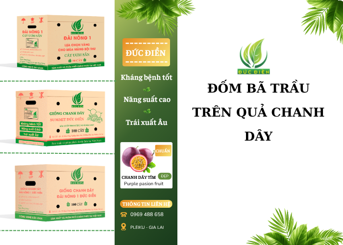 đốm bã trầu trên quả chanh dây
