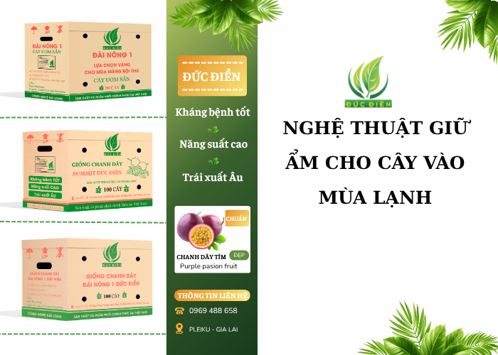 Nghệ thuật giữ ẩm cho cây vào mùa lạnh hiệu quả