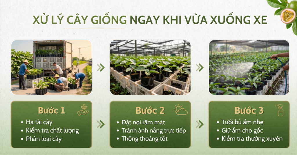 Quy trình xử lý và chăm chanh dây giống mới mua về giúp cây nhanh hồi sức