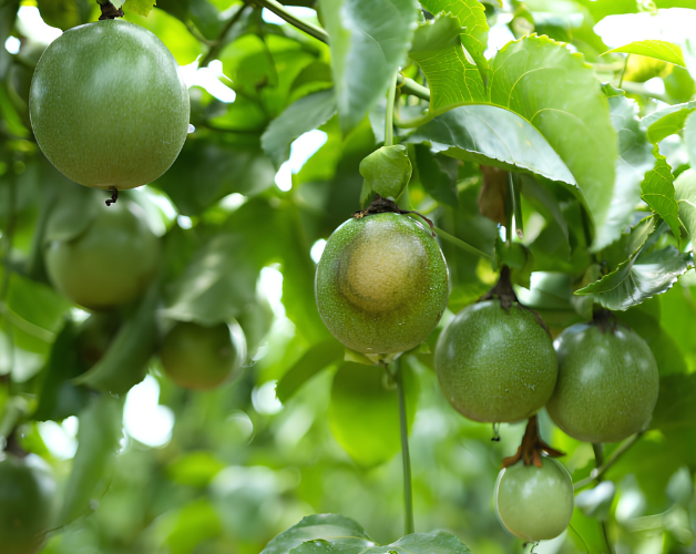 đốm bã trầu trên quả chanh dây