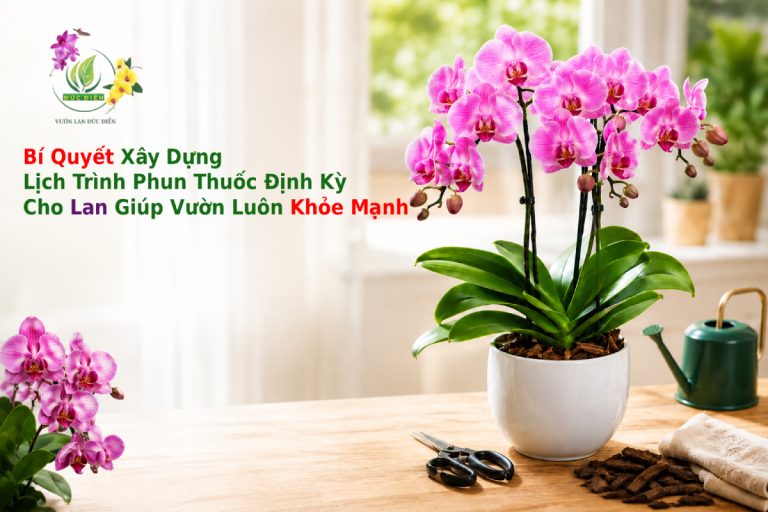 BÍ QUYẾT XÂY DỰNG LỊCH TRÌNH PHUN THUỐC ĐỊNH KỲ CHO LAN GIÚP VƯỜN LUÔN KHỎE MẠNH