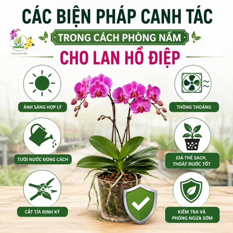 Các Biện Pháp Canh Tác Trong Cách Phòng Nấm Cho Lan Hồ Điệp