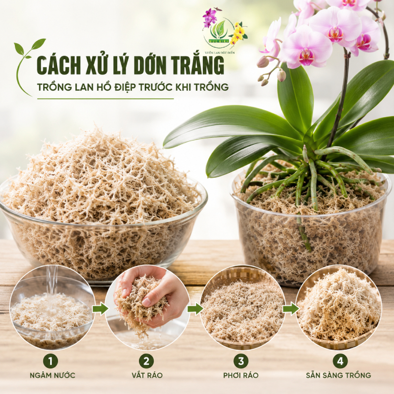 Cách Xử Lý Dớn Trắng Trồng Lan Hồ Điệp Trước Khi Trồng