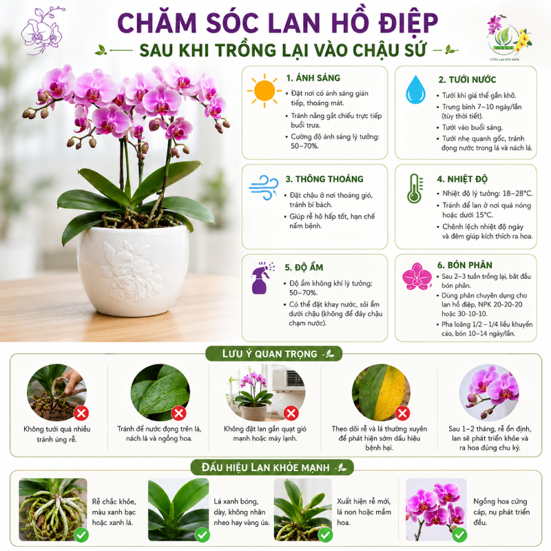 Chăm sóc lan hồ điệp sau khi trồng lại vào chậu sứ