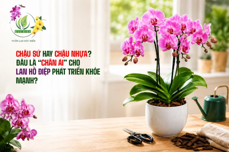 CHẬU SỨ HAY CHẬU NHỰA? ĐÂU LÀ “CHÂN ÁI” CHO LAN HỒ ĐIỆP PHÁT TRIỂN KHỎE MẠNH?