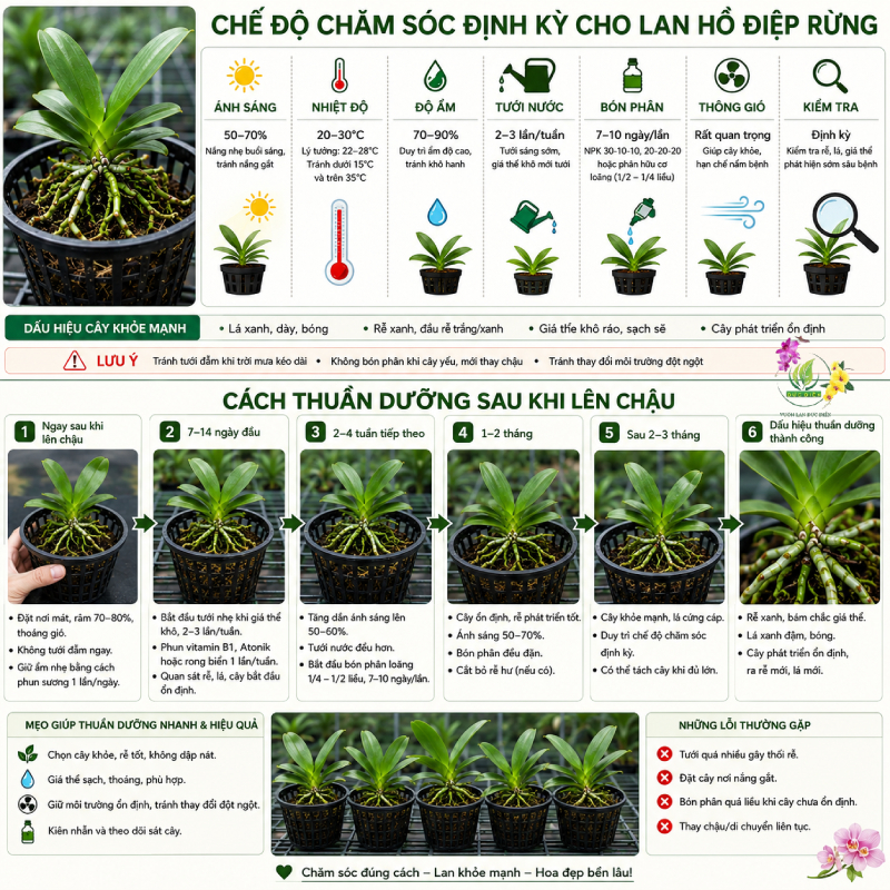 Chế Độ Chăm Sóc Định Kỳ Cho Lan Hồ Điệp Rừng Và Cách Thuần Dưỡng Sau Khi Lên Chậu