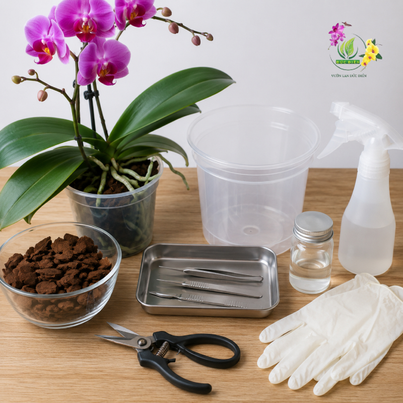 Chuẩn bị dụng cụ trước khi học cách nhân giống lan hồ điệp
