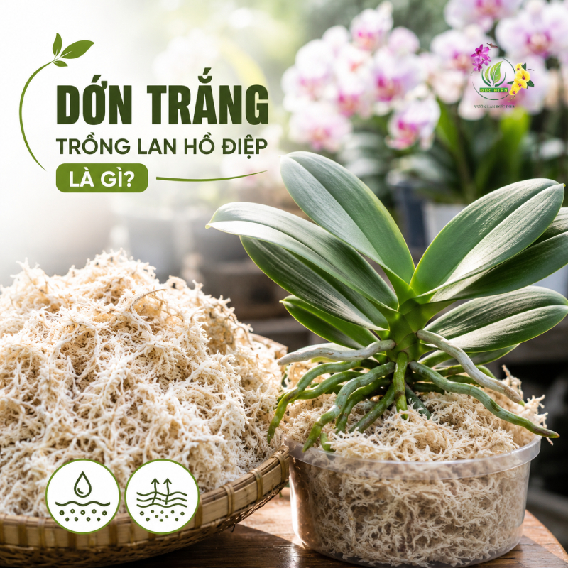Dớn Trắng Trồng Lan Hồ Điệp Là Gì?