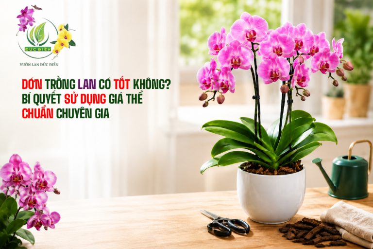 DỚN TRỒNG LAN CÓ TỐT KHÔNG? BÍ QUYẾT SỬ DỤNG GIÁ THỂ CHUẨN CHUYÊN GIA