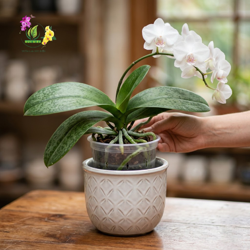 Giải pháp vẹn cả đôi đường từ các nghệ nhân trồng lan